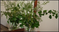 DSCN4240.JPG